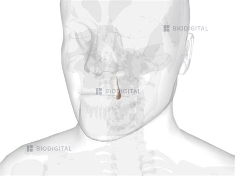 Left maxillary canine | BioDigital Anatomy