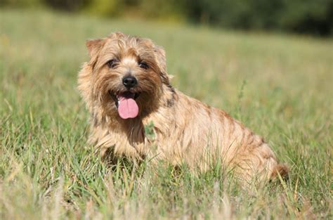 Norfolk Terrier - Temperament, Lifespan, Shedding, Puppy