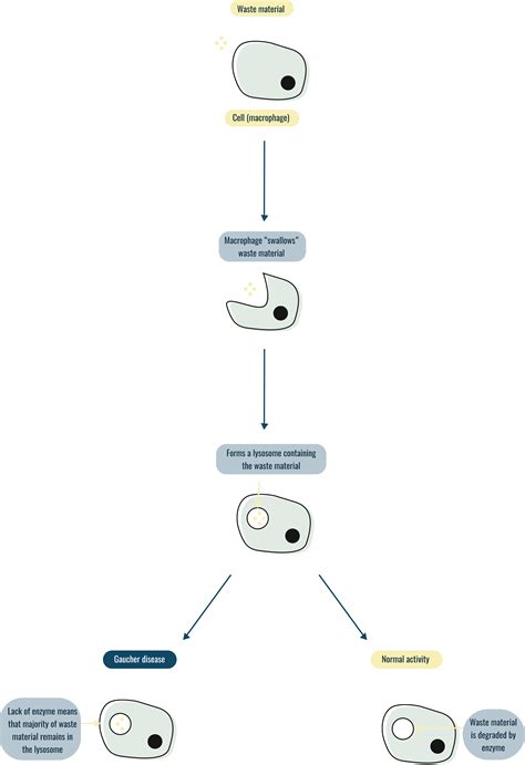 How Type 1 Gaucher Disease Works | Information for patients and families