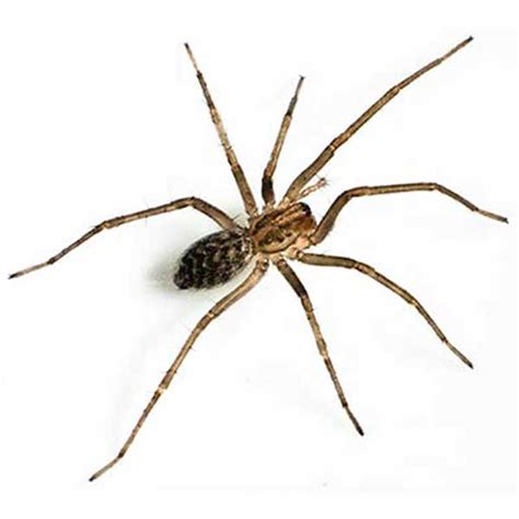 Giant House Spider Identification & Info