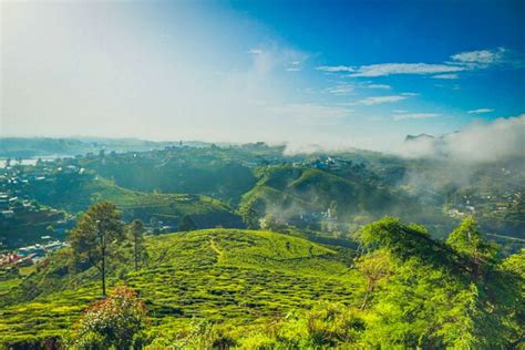 Single Tree Hill Wanderung von Nuwara Eliya 2024 (Tiefpreisgarantie)