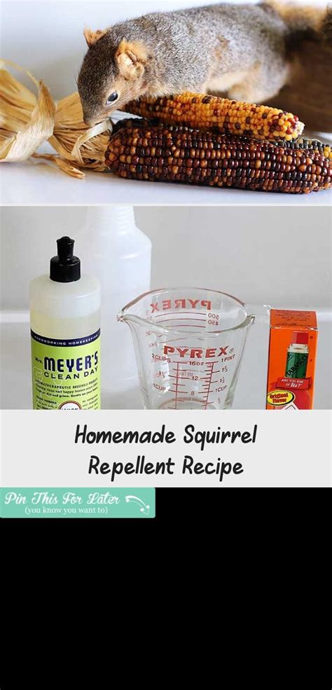 Homemade Squirrel Repellent Recipe - Garden Decor ideas - Fatihbaba