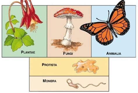 Five Kingdom Classification of Plants and Animals | PMF IAS