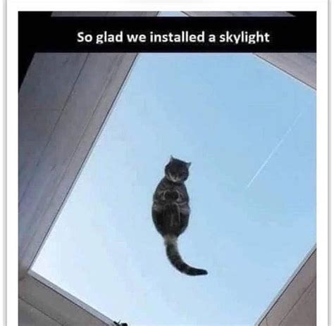 Flying Cat Meme By Schizoidman Memedroid | SexiezPicz Web Porn