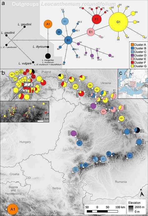 Haplotype network and haplotype distribution. (a) Haplotype network ...