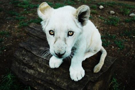 Pin by MyEpicPet on Cats - Wild | Baby animals, Albino animals, Animals ...