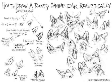 How To Draw Ears Front View