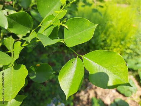 Dalbergia sissoo leaves. This tree, known commonly as North Indian ...