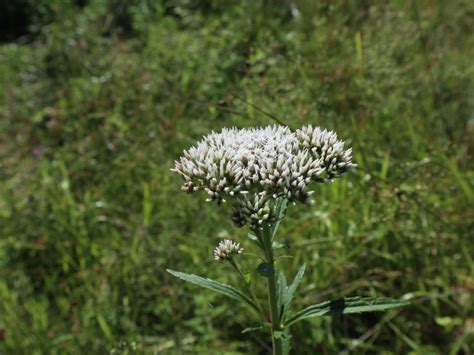 What Is Boneset - Learn About Boneset Plant Uses And Care