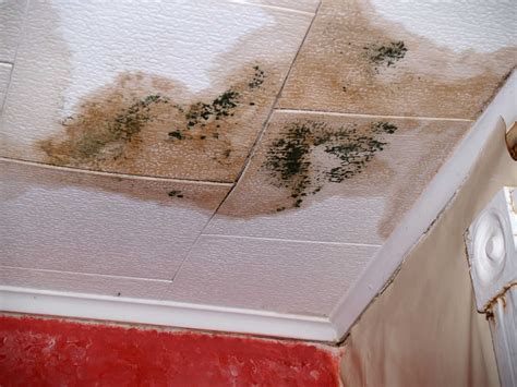 mold on ceiling - Claim Concepts - Florida Public Adjusters