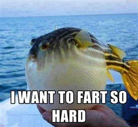 Poor puffer fish meme | OMG | Funny captions, Fishing humor, Funny