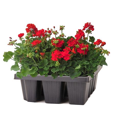 6-Pack Multicolor Seed Geranium in Pot (L17273) at Lowes.com