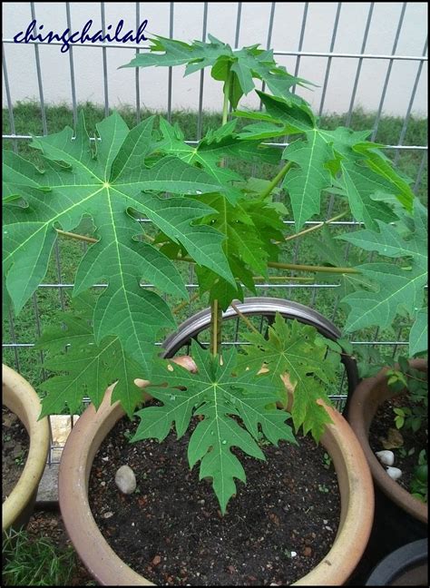 Papaya Tree