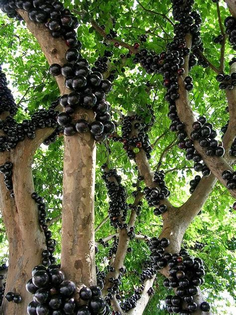 Jabuticaba – The Tree that Fruits on its Trunk ~ Kuriositas