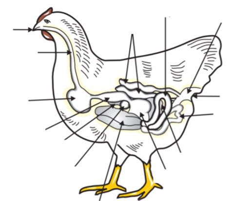 Avian Digestive System Diagram | Quizlet