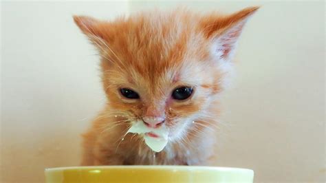 Weaning Kittens: From the Milk Bar to the Buffet (Part 2) - National ...