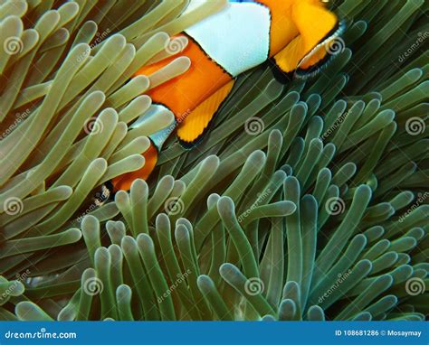 Nemo Fishes with Sea Anemone Under the Sea Stock Photo - Image of reef, cute: 108681286