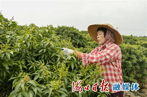 聚焦海口乡村振兴·第943期丨秀英区永兴镇：万亩荔花开，果农疏花忙_荔枝_火山_技术