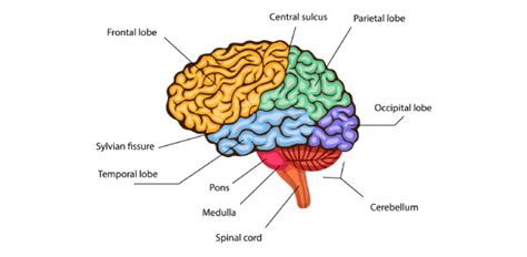 Parts Of The Brain And Their Functions Quiz | Attempts: 33338 - Trivia & Questions