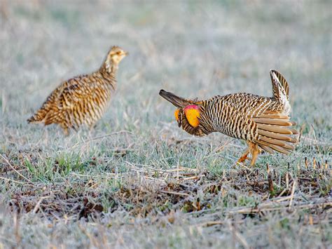 Prairie Chicken | Male Prairie Chicken in booming display in… | Flickr