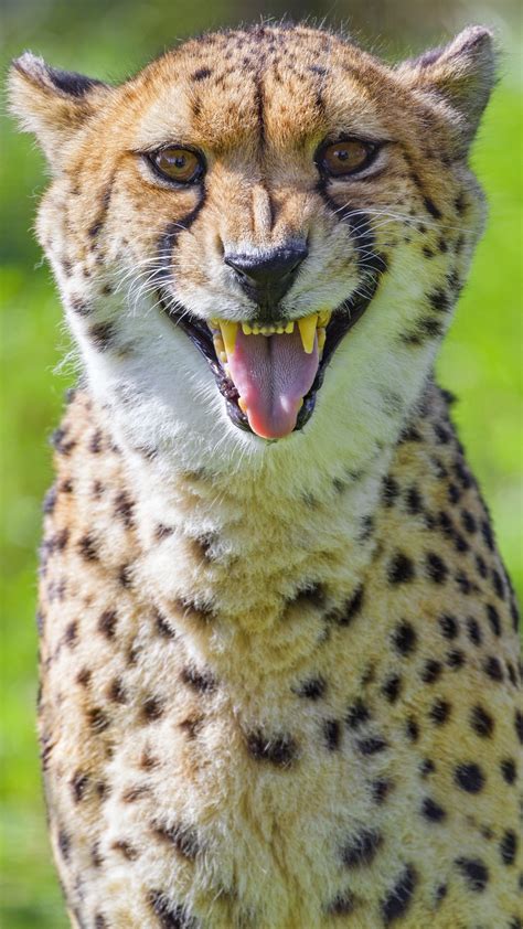 Download wallpaper 1350x2400 cheetah, animal, fangs, predator iphone 8 ...