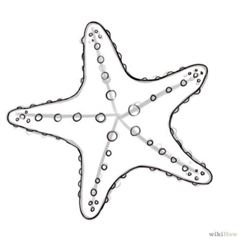 Draw a Starfish | Starfish, How to draw and Search