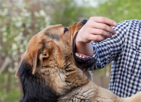 Dog Biting Legs, Ankle, Foot, And Toes - Radio Sargam