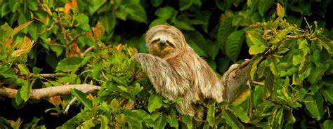 Top facts of the Sloths in the Amazon Rainforest