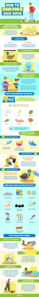 How to Care for a Sick Duck - The Happy Chicken Coop