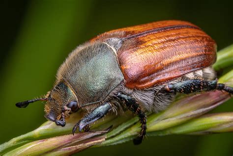 The Chafer Photograph by Eduard Andrica - Fine Art America