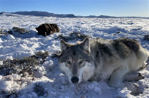 Colorado wolf reintroduction plan evolves as challenges threaten early ...