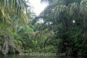 Visiting Tortuguero Rainforest in Costa Rica