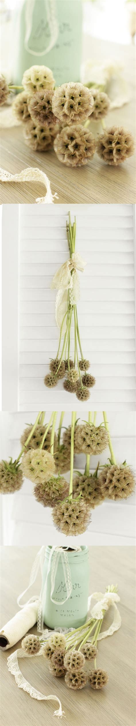 Scabiosa Pods are a great decorative filler and add texture to any arrangement or bouquet. Its ...