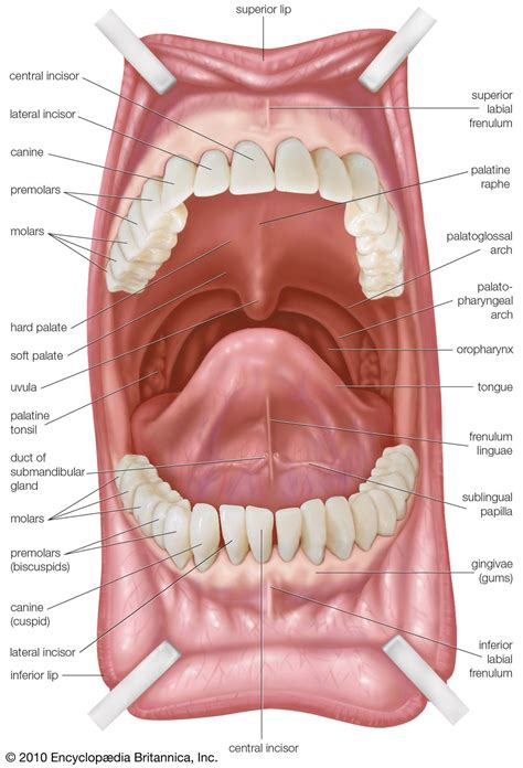 Oral Anatomy - Dental Health & Hygiene - Research Guides at Community ...