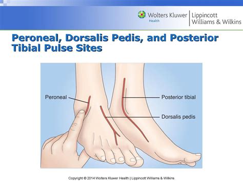 Posterior Tibial And Dorsalis Pedis Pulses | Health Citation