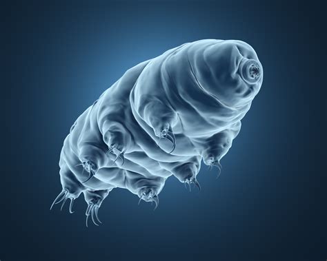 After Conquering Space, Water Bears Could Save the Global Vaccine and ...