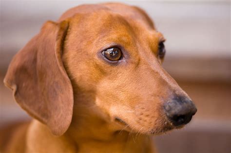 16 Red Dog Breeds That Turn Heads