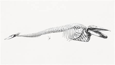 Mesmerizing Blue Whale Skeleton from 1832