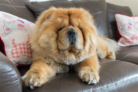 FAQs about the Chow Chow breed of dog - Bella's Britain