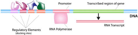 Regulation of Gene Expression Study Guide | CK-12 Foundation