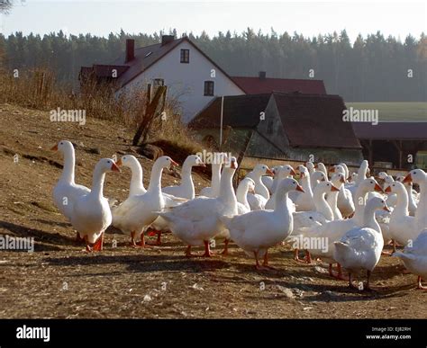 goose farm Stock Photo - Alamy