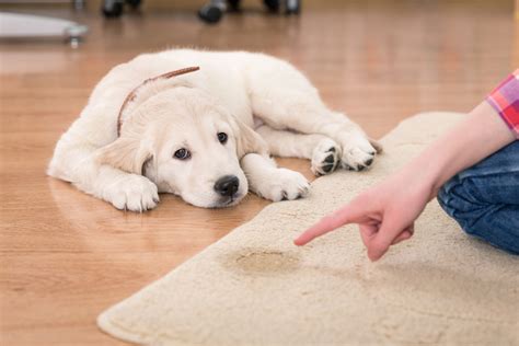 How To Get Pet Smells Out Of Carpets | Mad Paws Blog