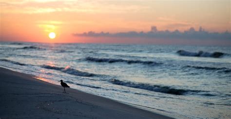 Gulf Coast Wildlife: Where To Go & What To See In Gulf Shores