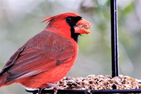 Attracting Birds - Birds and Blooms