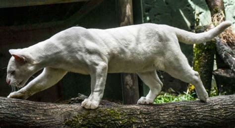 The world’s first albino ocelot according to some experts is not good ...