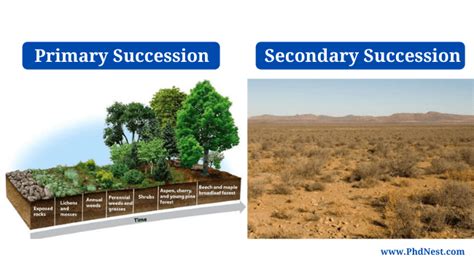 Primary Succession vs Secondary Succession: Definition, Differences, Examples - PhD Nest