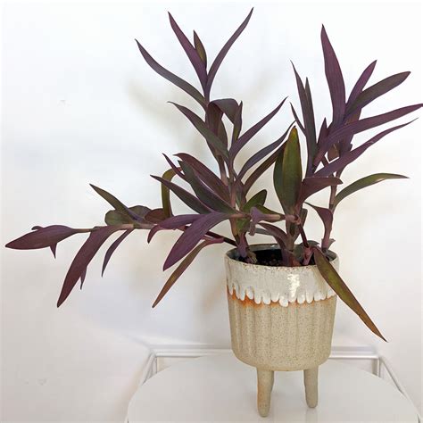 Tradescantia pallida 'Purpurea' mature plant 12cm pot | Plantsmith ...