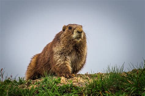 Olympic marmot ready for his closeup at Olympic National Park [48203213] [OC] #nature # ...