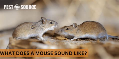 What Does a Mouse Sound Like? - Pest Source