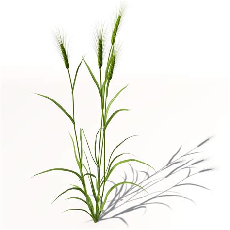 Wheat Plant Drawing at GetDrawings | Free download